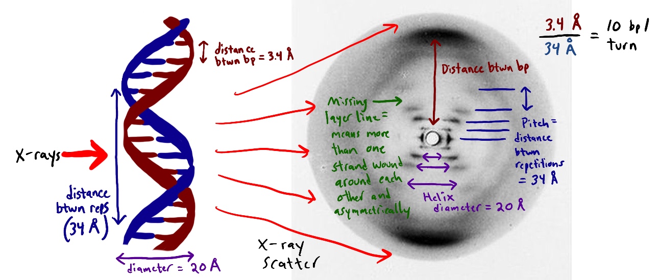 Foto 51 original de Rosalind Franklin