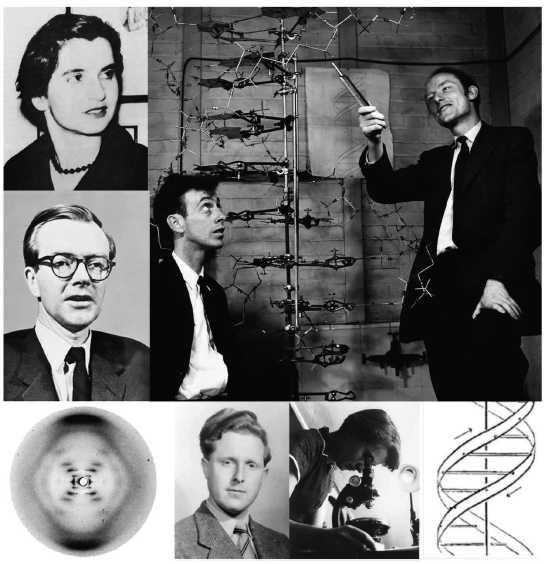 Esquema original del ADN de Watson y Crick (1953)